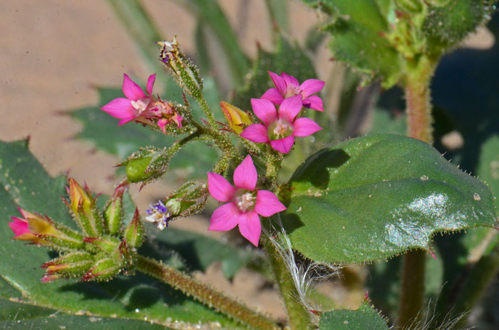 Aliciella latifolia, Broad-leaf Gily-flower